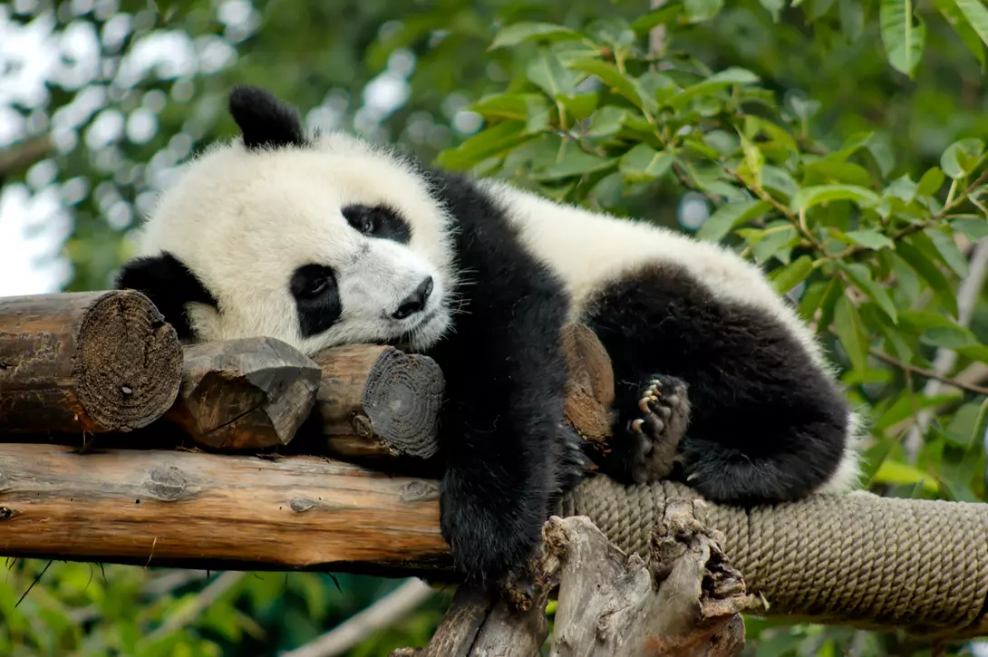 Giant Panda, Chengdu